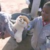 Kansas City Girl Donates 1,800 Stuffed Animals To Sandy Victims